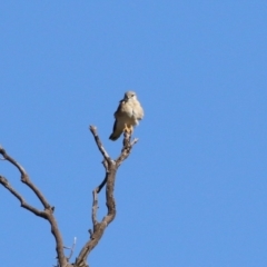 Falco cenchroides at Booth, ACT - 26 Apr 2023 01:31 PM