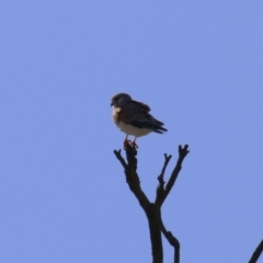 Falco cenchroides at Booth, ACT - 26 Apr 2023 01:31 PM