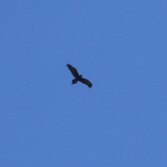 Aquila audax (Wedge-tailed Eagle) at Booth, ACT - 26 Apr 2023 by RodDeb