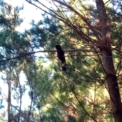 Zanda funerea (Yellow-tailed Black-Cockatoo) at Molonglo Valley, ACT - 27 Apr 2023 by PandaLemon