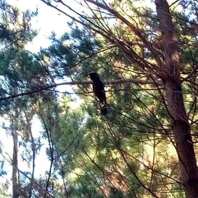 Zanda funerea (Yellow-tailed Black-Cockatoo) at Molonglo Valley, ACT - 27 Apr 2023 by PandaLemon