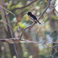 Petroica boodang (Scarlet Robin) at Albury - 27 Apr 2023 by Darcy