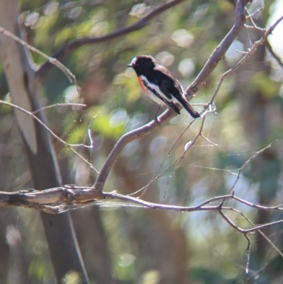 Petroica boodang (Scarlet Robin) at Eastern Hill Reserve - 27 Apr 2023 by Darcy