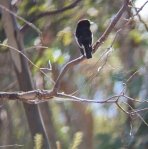 Petroica boodang at East Albury, NSW - 27 Apr 2023 11:49 AM