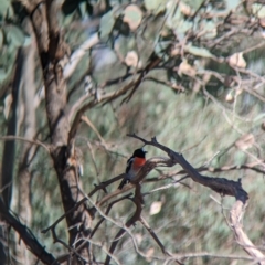 Petroica boodang at East Albury, NSW - 27 Apr 2023 11:49 AM