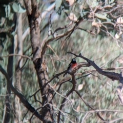 Petroica boodang at East Albury, NSW - 27 Apr 2023