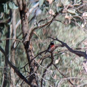 Petroica boodang at East Albury, NSW - 27 Apr 2023 11:49 AM