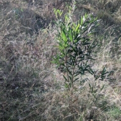 Acacia melanoxylon at East Albury, NSW - 27 Apr 2023