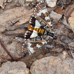 Apina callisto (Pasture Day Moth) at Isaacs Ridge and Nearby - 27 Apr 2023 by Mike