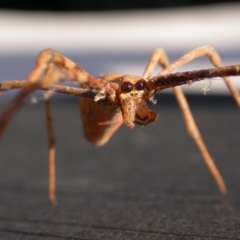 Asianopis sp. (genus) (Net-casting spider) at Hackett, ACT - 19 Apr 2011 by waltraud