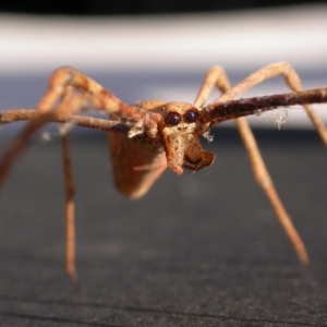 Deinopidae (family) at Hackett, ACT - 19 Apr 2011