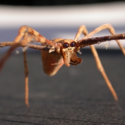 Asianopis sp. (genus) (Net-casting spider) at Hackett, ACT - 19 Apr 2011 by waltraud