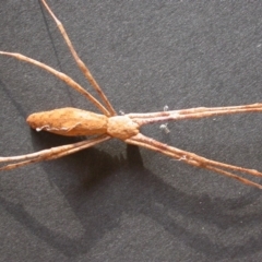 Deinopidae (family) at Hackett, ACT - 19 Apr 2011