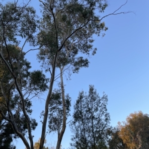 Callocephalon fimbriatum at Macquarie, ACT - suppressed