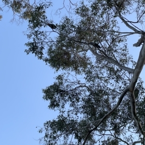 Callocephalon fimbriatum at Macquarie, ACT - suppressed