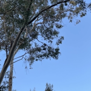 Callocephalon fimbriatum at Macquarie, ACT - suppressed