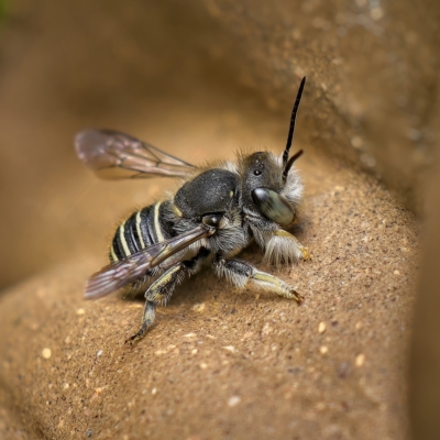 Pseudoanthidium (Immanthidium) repetitum (African carder bee, Megachild bee) at Weston, ACT - 23 Apr 2023 by Kenp12