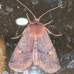 Diarsia intermixta (Chevron Cutworm, Orange Peel Moth.) at Lions Youth Haven - Westwood Farm A.C.T. - 27 Apr 2023 by HelenCross