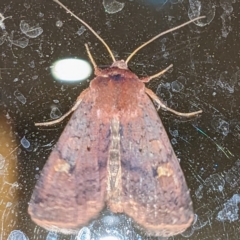 Diarsia intermixta (Chevron Cutworm, Orange Peel Moth.) at Western Edge Area - 27 Apr 2023 by HelenCross