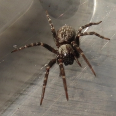 Badumna insignis (Black House Spider) at Narrabundah, ACT - 27 Apr 2023 by RobParnell