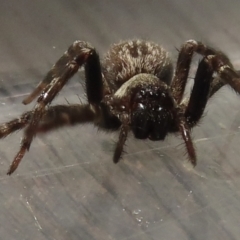 Badumna insignis at Narrabundah, ACT - 27 Apr 2023