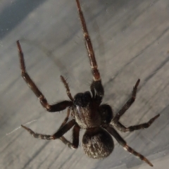 Badumna insignis at Narrabundah, ACT - 27 Apr 2023