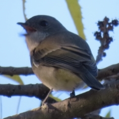 Pachycephala pectoralis (Golden Whistler) at Narrabundah, ACT - 23 Apr 2023 by RobParnell