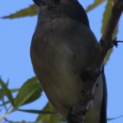 Pachycephala pectoralis at Narrabundah, ACT - 24 Apr 2023