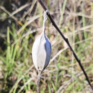 Hyalarcta nigrescens at Hawker, ACT - 22 Apr 2023