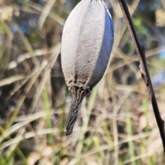 Hyalarcta nigrescens at Hawker, ACT - 22 Apr 2023