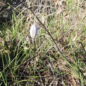 Hyalarcta nigrescens at Hawker, ACT - 22 Apr 2023