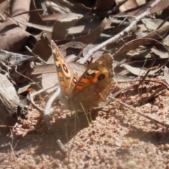 Junonia villida (Meadow Argus) at Kambah, ACT - 27 Apr 2023 by RodDeb