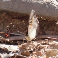 Junonia villida at Kambah, ACT - 27 Apr 2023