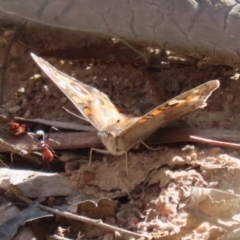 Junonia villida at Kambah, ACT - 27 Apr 2023