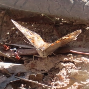 Junonia villida at Kambah, ACT - 27 Apr 2023 12:07 PM