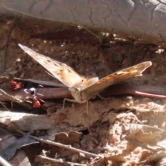 Junonia villida at Kambah, ACT - 27 Apr 2023