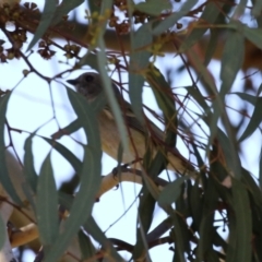 Pachycephala pectoralis (Golden Whistler) at Cooleman Ridge - 27 Apr 2023 by RodDeb