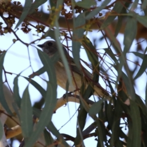 Pachycephala pectoralis at Kambah, ACT - 27 Apr 2023 12:20 PM