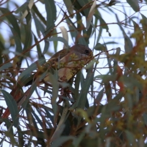 Pachycephala pectoralis at Kambah, ACT - 27 Apr 2023 12:20 PM