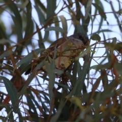 Pachycephala pectoralis at Kambah, ACT - 27 Apr 2023 12:20 PM