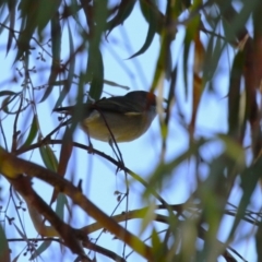 Pachycephala pectoralis at Kambah, ACT - 27 Apr 2023