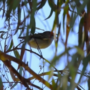 Pachycephala pectoralis at Kambah, ACT - 27 Apr 2023 12:20 PM