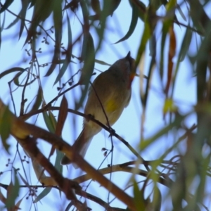 Pachycephala pectoralis at Kambah, ACT - 27 Apr 2023 12:20 PM