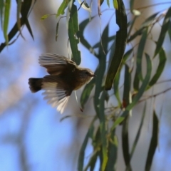 Acanthiza lineata (Striated Thornbill) at Cooleman Ridge - 27 Apr 2023 by RodDeb