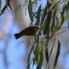 Acanthiza lineata at Kambah, ACT - 27 Apr 2023