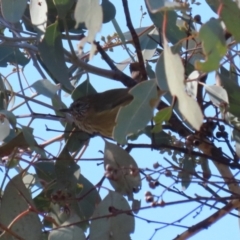 Acanthiza lineata at Kambah, ACT - 27 Apr 2023 12:30 PM