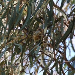 Acanthiza lineata at Kambah, ACT - 27 Apr 2023 12:30 PM