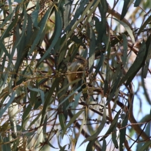 Acanthiza lineata at Kambah, ACT - 27 Apr 2023