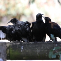 Corcorax melanorhamphos (White-winged Chough) at Cooleman Ridge - 27 Apr 2023 by RodDeb