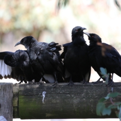 Corcorax melanorhamphos (White-winged Chough) at Cooleman Ridge - 27 Apr 2023 by RodDeb